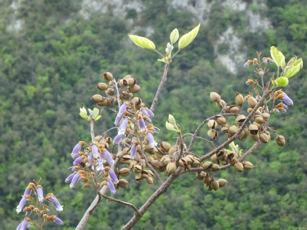 Paulownia tomentosa